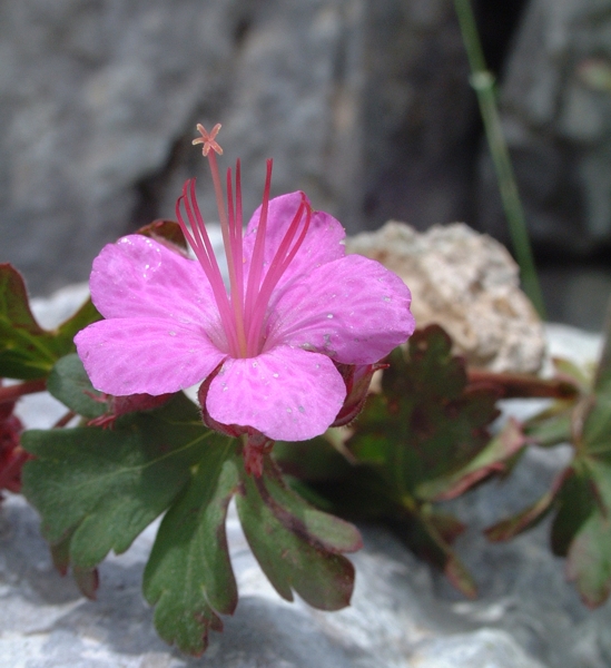 Geranium macrorrhizum / Geranio crestato